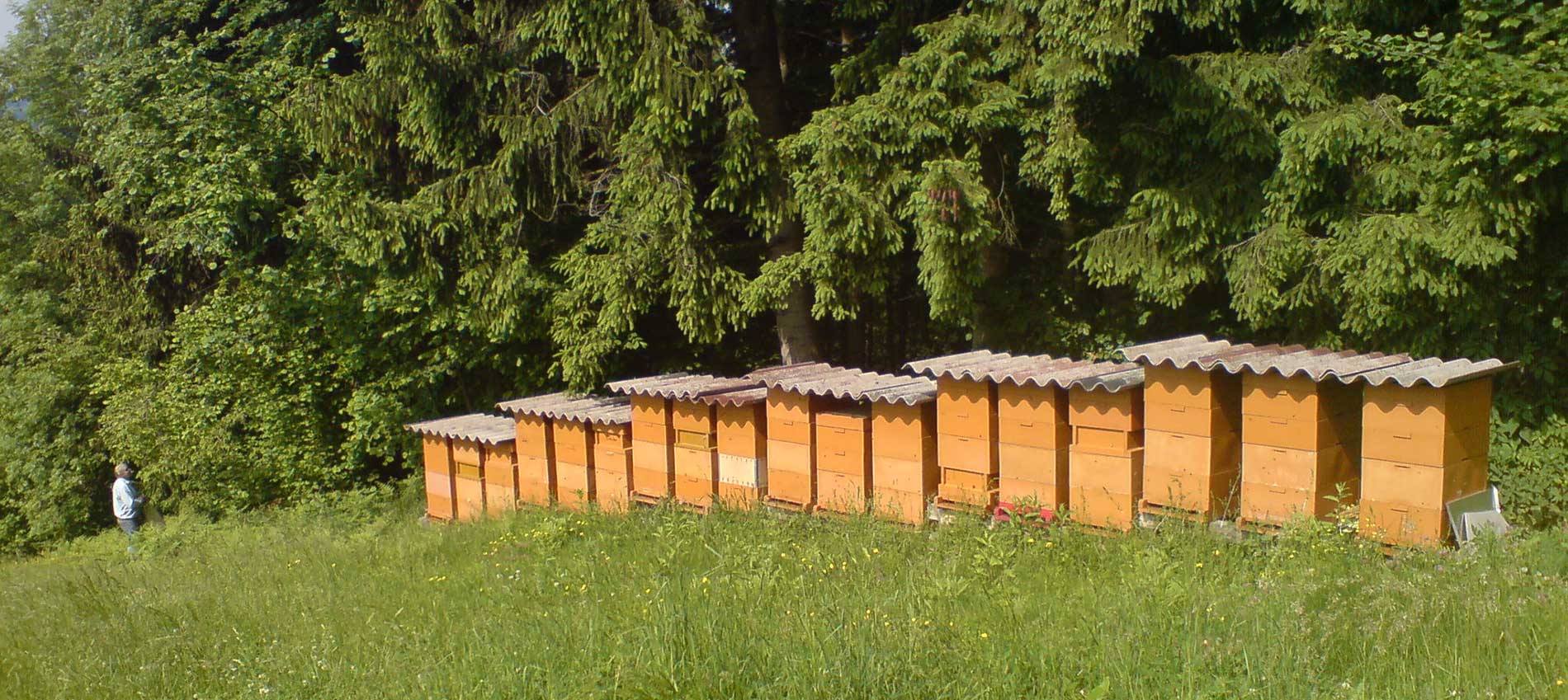 Bienenstock